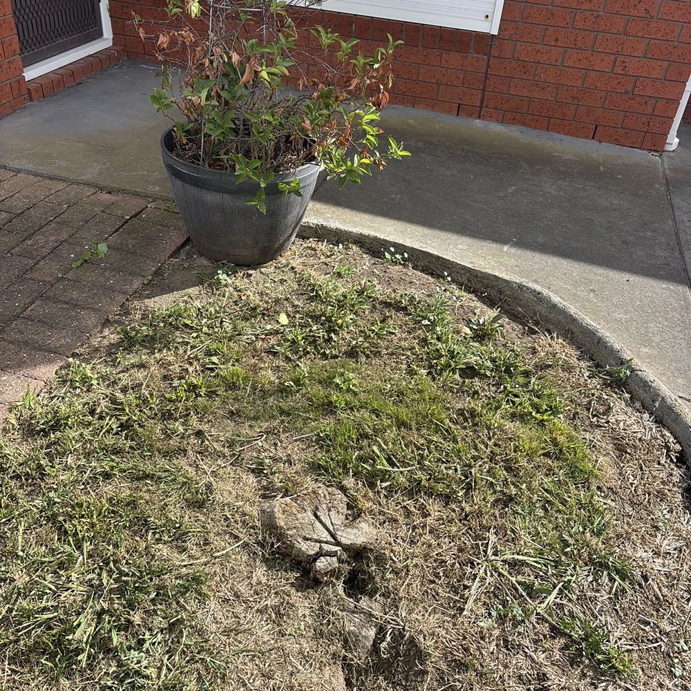 Tree stump left in the garden, a likely termite nest site, found during a building and pest inspection in Braybrook